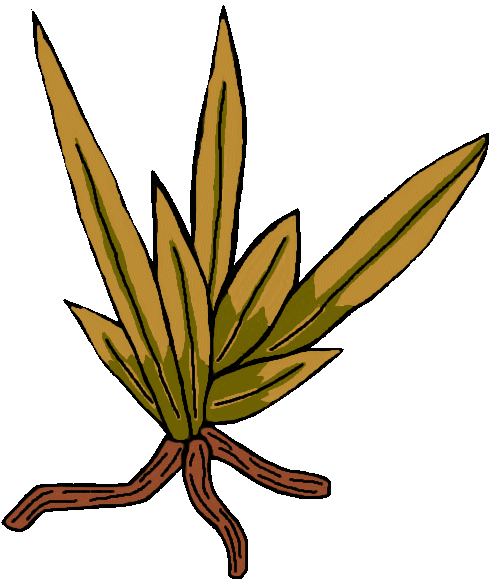 Une plante magique