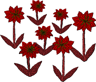 Des fleurs de sang-rouge.