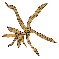 Une herbe pour la réalisation de rituels