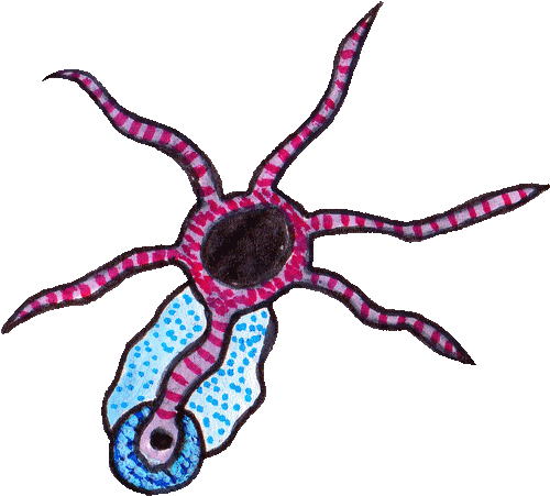 Bouche des mers, kraken miniature de l’univers L’Ile du Coeur